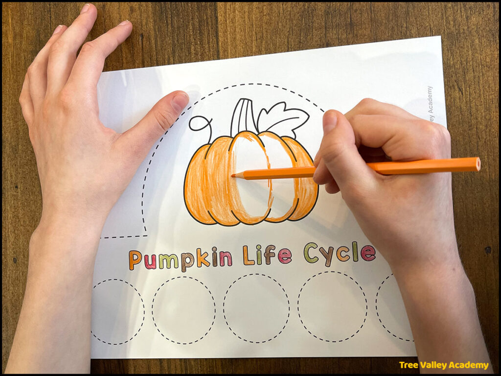 a child's hand colors the pumpkin of a preschool pumpkin life cycle hat craft