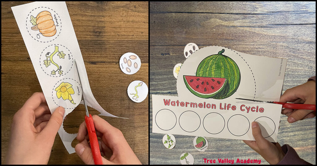 Child cutting out plant life cycle circles and hat template pieces for a preschool watermelon life cycle hat craft.